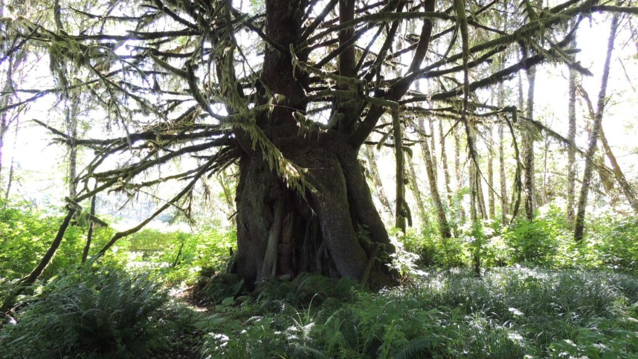 Remote Renfrew Riverside Retreat Hotel Port Renfrew Esterno foto