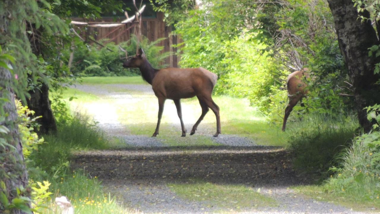 Remote Renfrew Riverside Retreat Hotel Port Renfrew Esterno foto